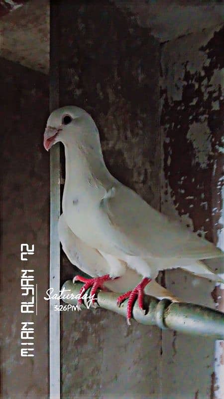 fancy pigeon 3