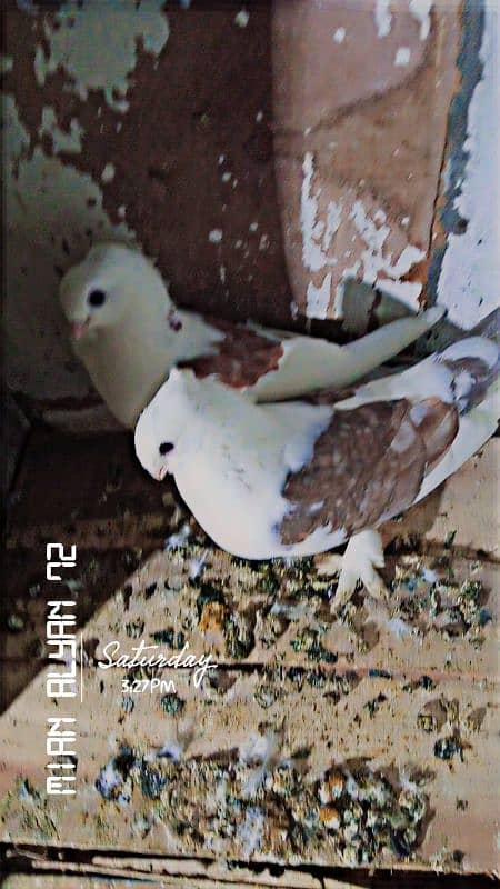 fancy pigeon 4