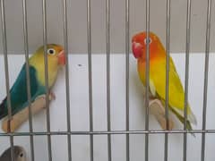 Lovebirds complete setup for sale