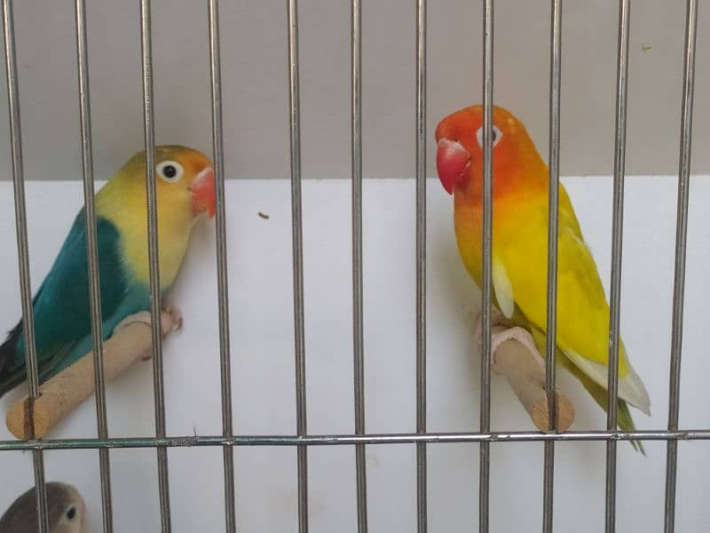 Lovebirds complete setup for sale 0