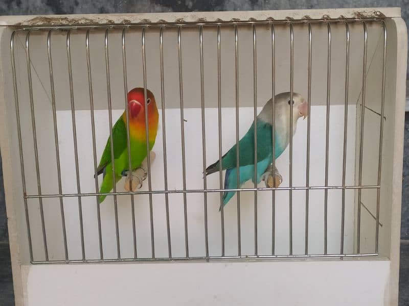 Lovebirds complete setup for sale 1