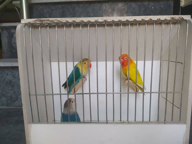 Lovebirds complete setup for sale 2