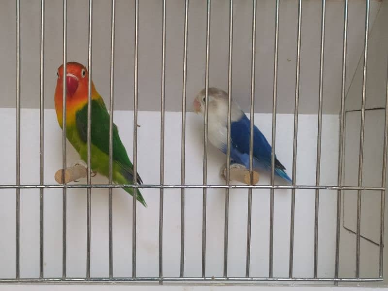 Lovebirds complete setup for sale 3