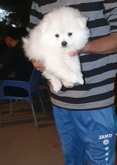 Pomeranian spitz boy 0/3/2/3-/8/3/3/8/4/9/5