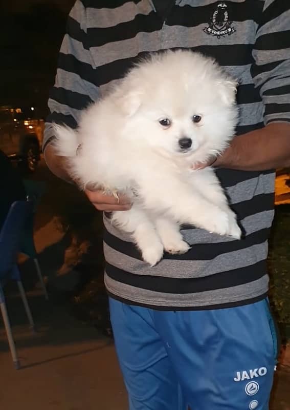 Pomeranian spitz boy 0/3/2/3-/8/3/3/8/4/9/5 1