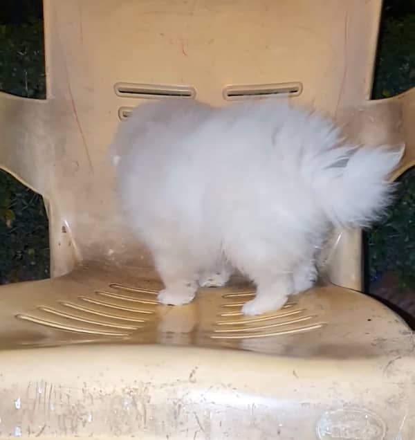 Pomeranian spitz boy 0/3/2/3-/8/3/3/8/4/9/5 2