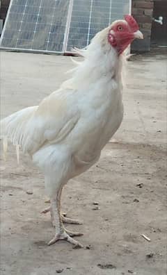 paper white Heera male breader