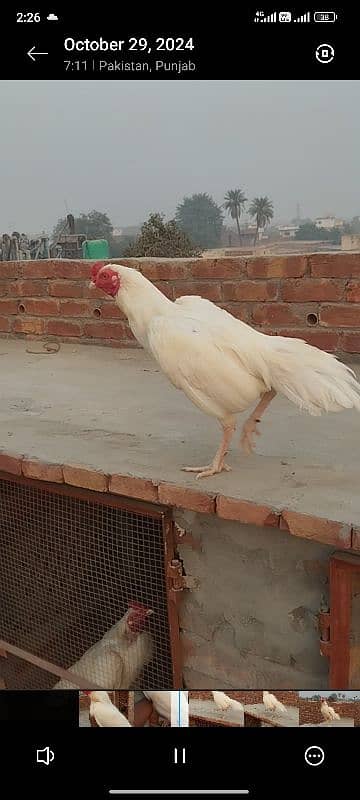 paper white Heera male breader 2