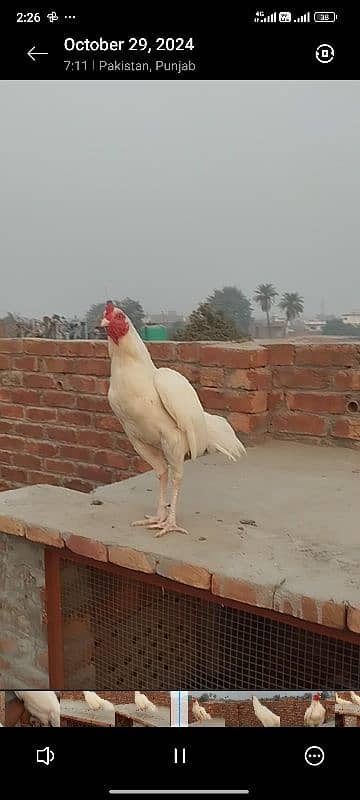 paper white Heera male breader 3