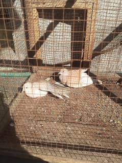 Red eyes Doves pair