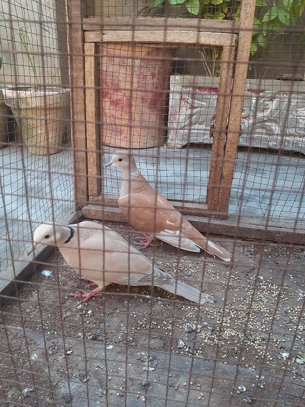 Red eyes Doves pair 1