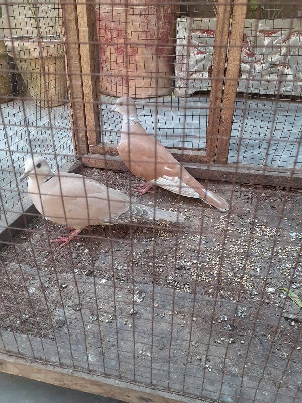 Red eyes Doves pair 2