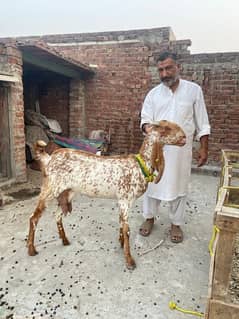 Makhi cheeni goat