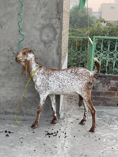 Makhi cheeni goat