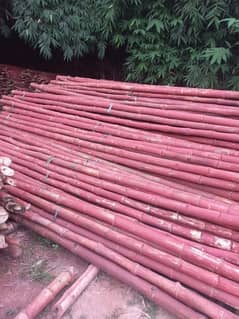 Bamboo Trees بانس RS 25