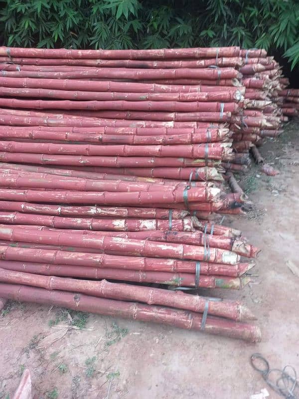 Bamboo Trees بانس RS 25 6