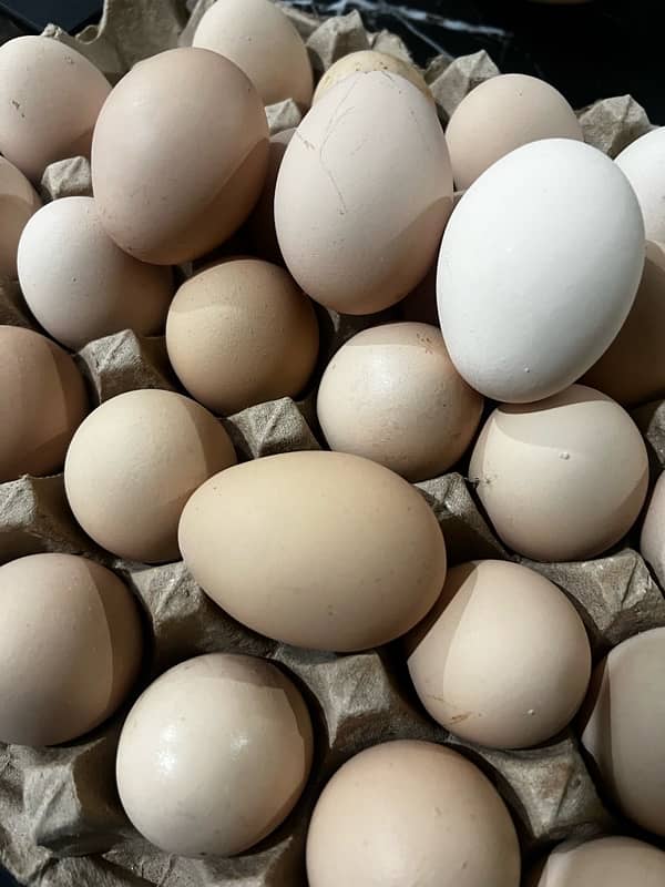 desi eggs 0