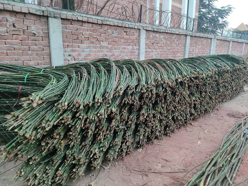 Bamboo Stick بانس کی سوٹی/چھڑی RS 8 1