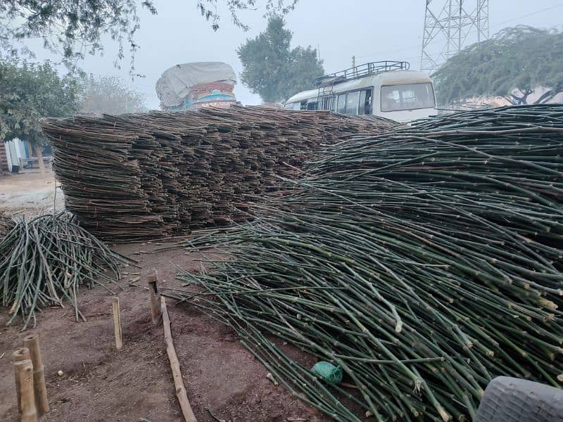 Bamboo Stick بانس کی سوٹی/چھڑی RS 8 4