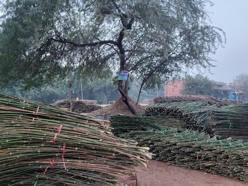 Bamboo Stick بانس کی سوٹی/چھڑی RS 8 6