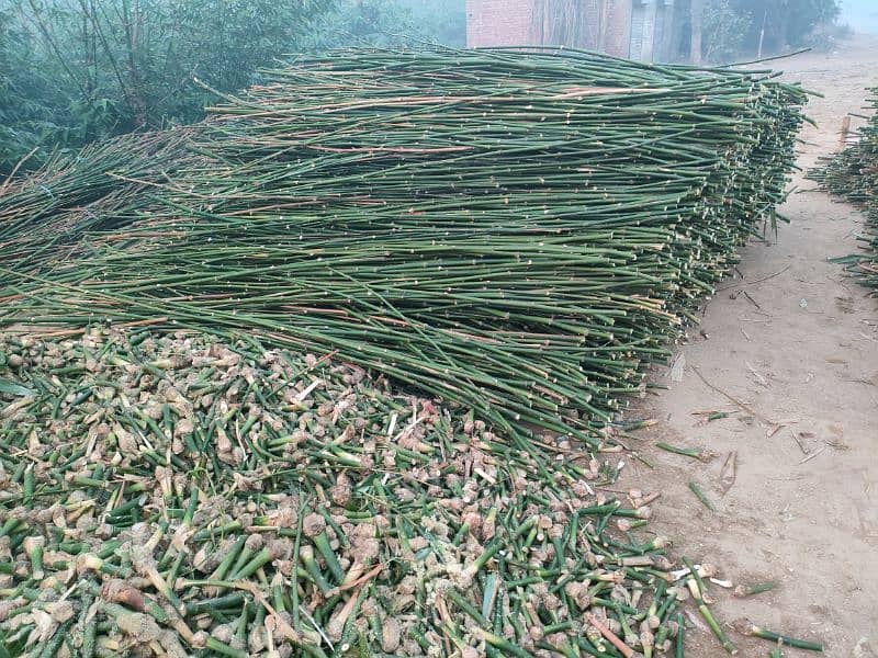 Bamboo Stick بانس کی سوٹی/چھڑی RS 8 8