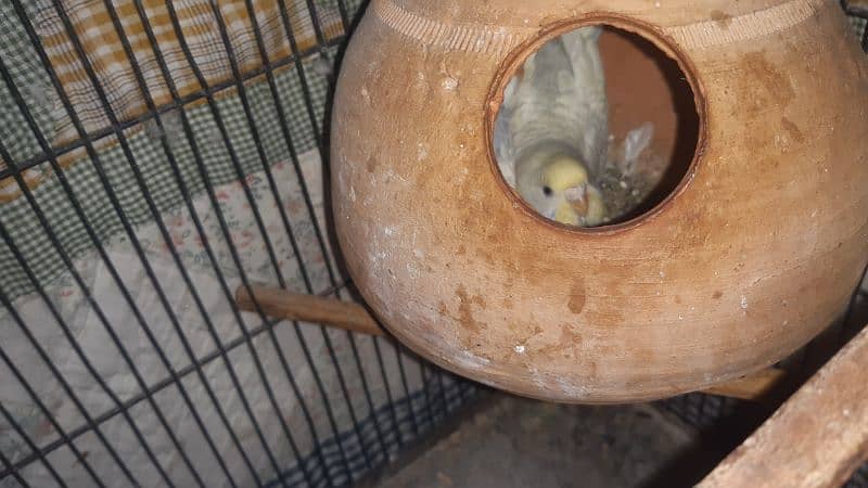 budgies parrot 5