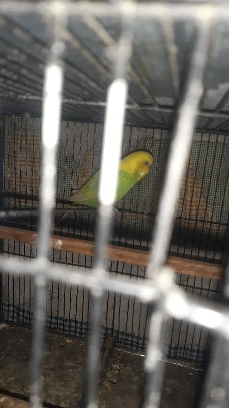 budgies parrot 8