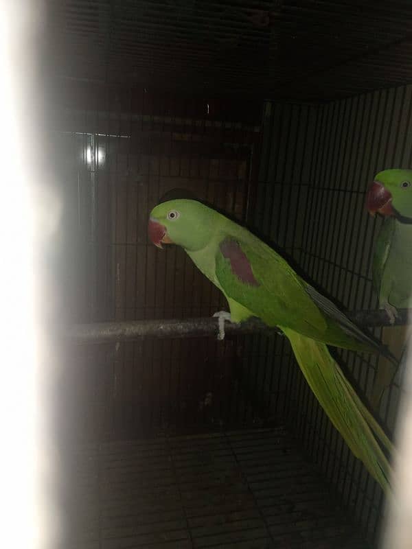 Fully breeder pair ha jumbo size ma 1