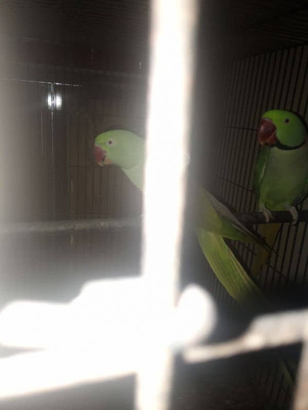 Fully breeder pair ha jumbo size ma 2