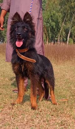 German Shepherd male 3 months for sale