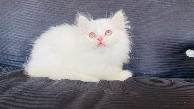 Male Persian Kitten available for Sale 5