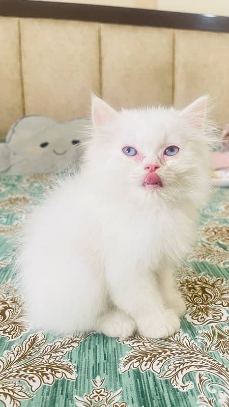 Male Persian Kitten available for Sale 0