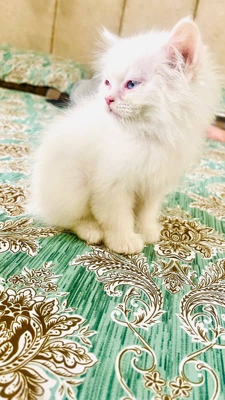 Male Persian Kitten available for Sale 3