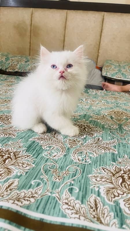 Male Persian Kitten available for Sale 4