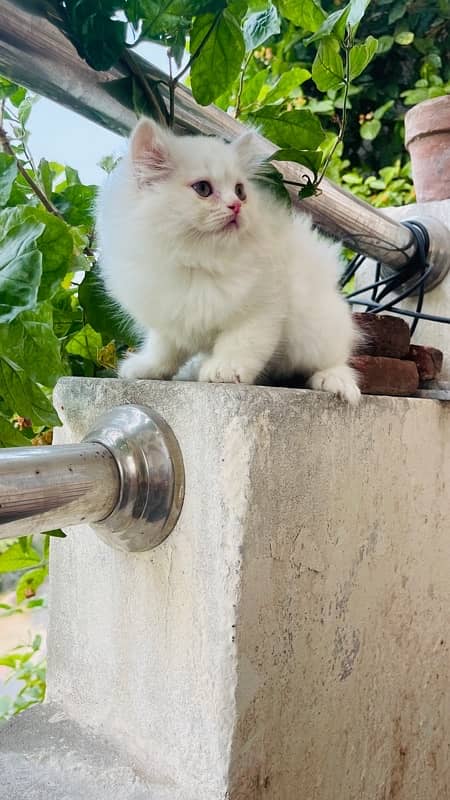 Male Persian Kitten available for Sale 6