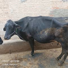 cow and breeder Wacha for sale