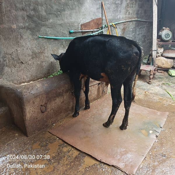 cow and breeder Wacha for sale 5