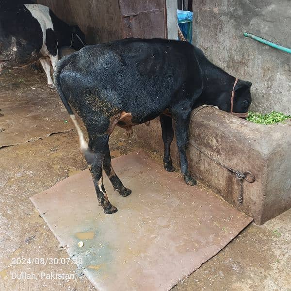 cow and breeder Wacha for sale 6