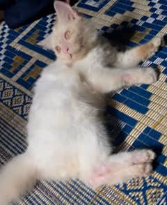 Persian Cat 5 Month