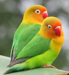 love bird pair  available for sale contact 03161509178