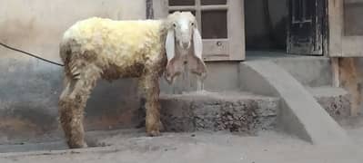 kajla sheep/BAkra