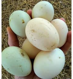 Duck Eggs