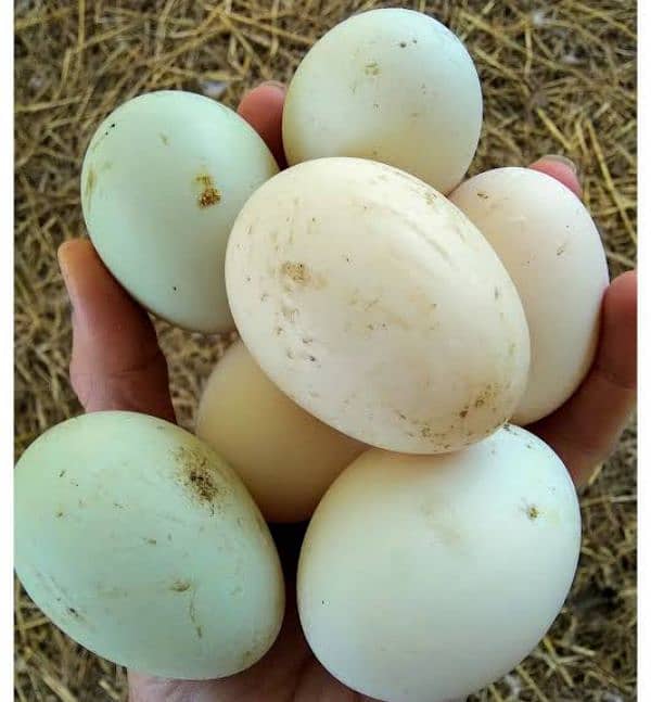 Duck Eggs 0