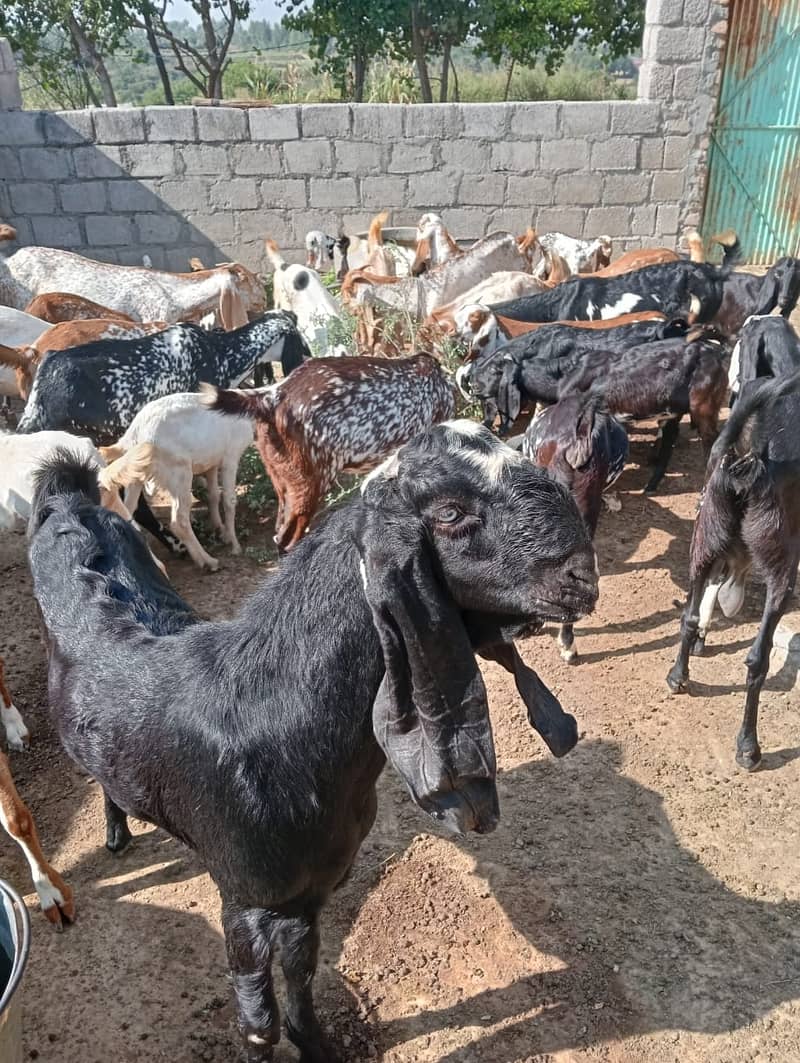 Goat baital , Makhi cheeni 0