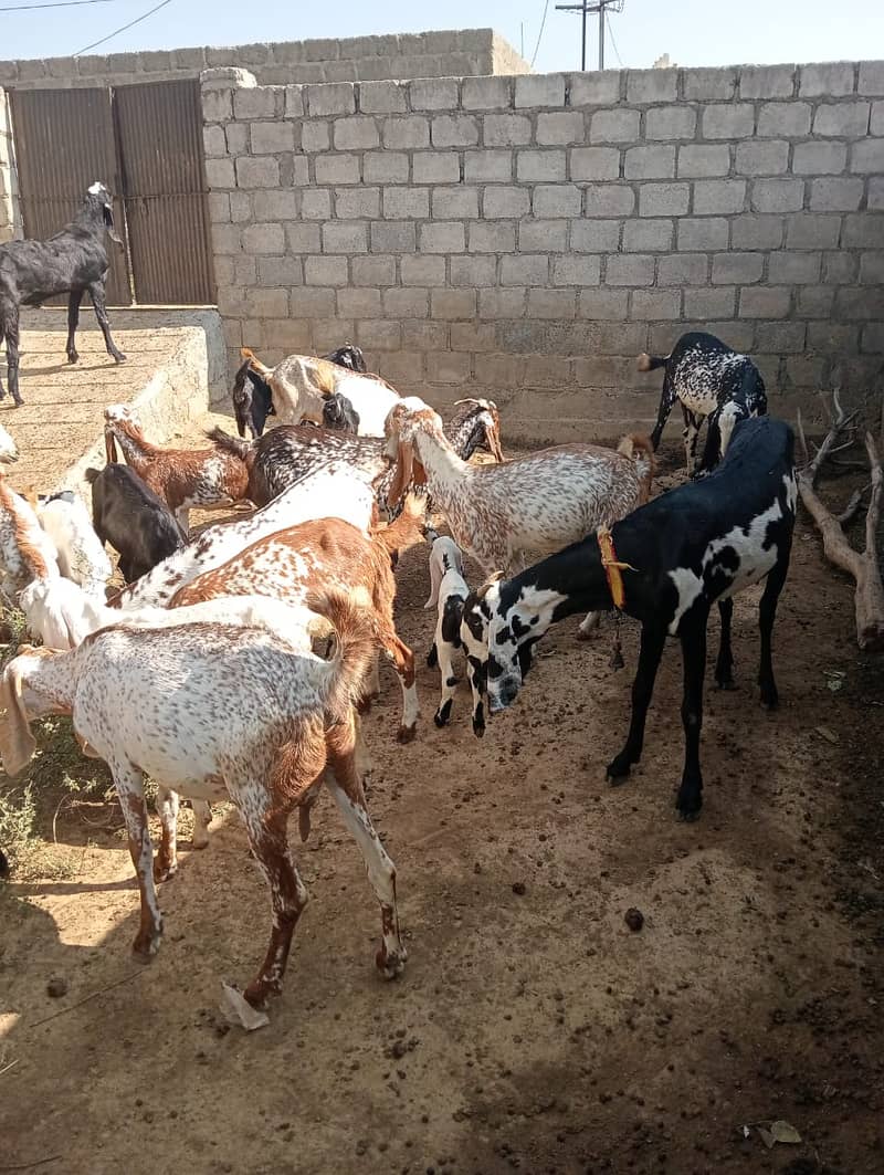 Goat baital , Makhi cheeni 3