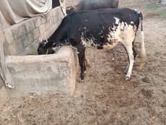 Heifer (Bachri) for sale