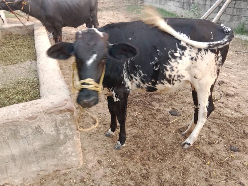 Heifer (Bachri) for sale 2