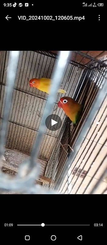 lovebird setup with 2 cage 3