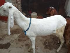 Desi bakri