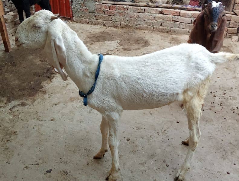 Desi bakri 3